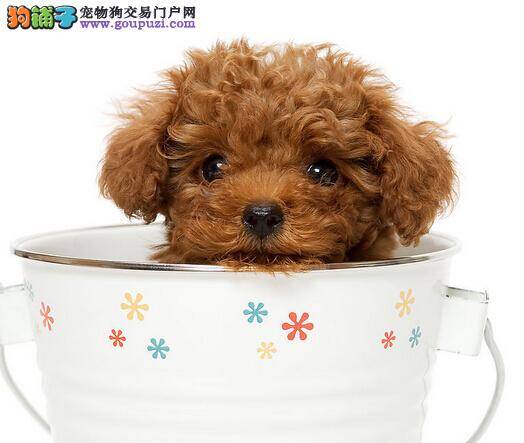 大量饮水防中暑 夏季给茶杯犬解暑降温的最直接方法