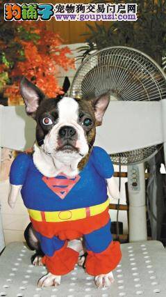 超人气镇店之宝  “阴阳眼”爱穿超人装的宠物狗