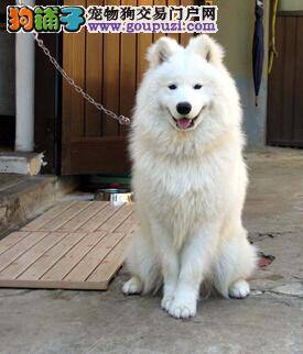 测量体温意义重大 教大家给萨摩耶测量体温的具体方法