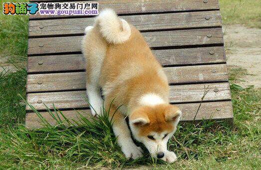 秋田犬吹空调后感冒了拉稀还吐怎么办