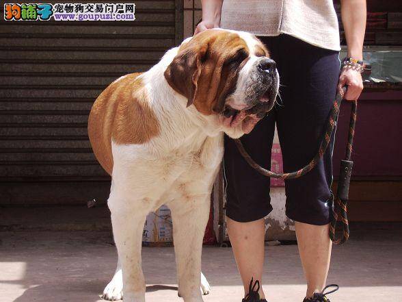 怎样让圣伯纳犬接受刷牙