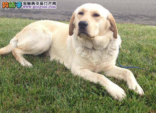挑选健康的拉布拉多犬应首要检查的部位