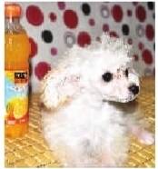 茶杯型贵宾犬，长沙最小的狗，谁敢来挑战？