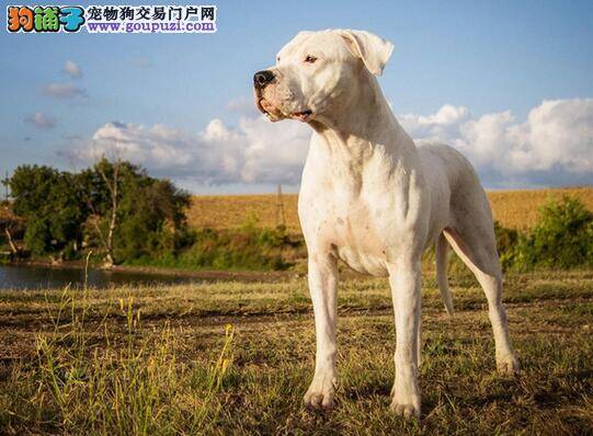 杜高犬是外表凶恶但内心温柔的狗狗