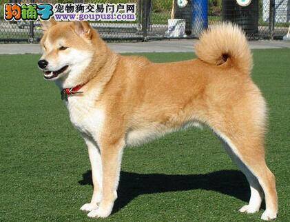 怎样能够挑选到长相漂亮的秋田犬