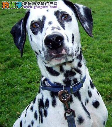 怀孕大百科 斑点狗什么时候断奶 应怎样断奶