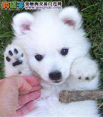 银狐犬不爱吃东西的好计策