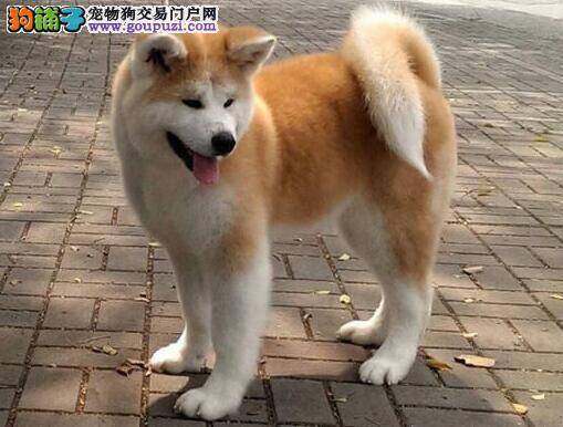 秋田犬食欲很不好干咳是什么症状