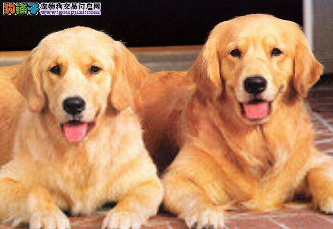 清新体味之金毛犬身体出现体味的来源有哪些
