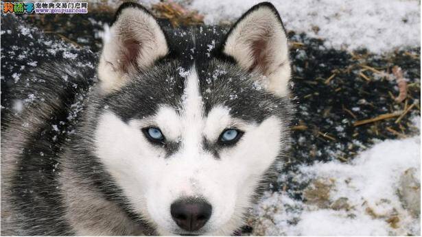 阿拉斯加犬 大力气的苦工犬