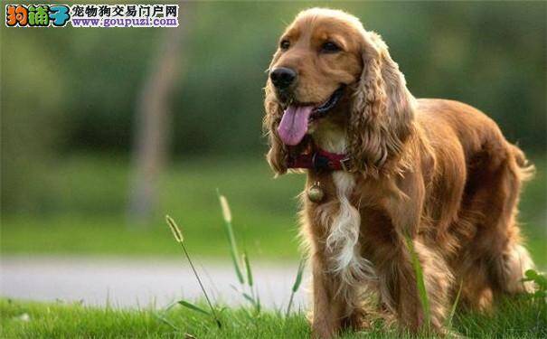 可卡犬的外貌特点 可卡犬的性格特点