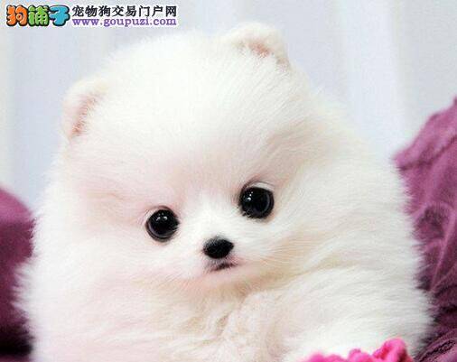 买优质博美犬有哪些途径