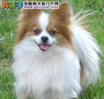 宠物美容会所 两个梳理还你一只全新的蝴蝶犬