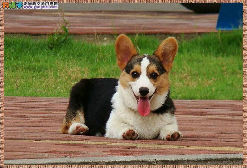 我家柯基犬最近不怎么爱吃狗粮没事吧