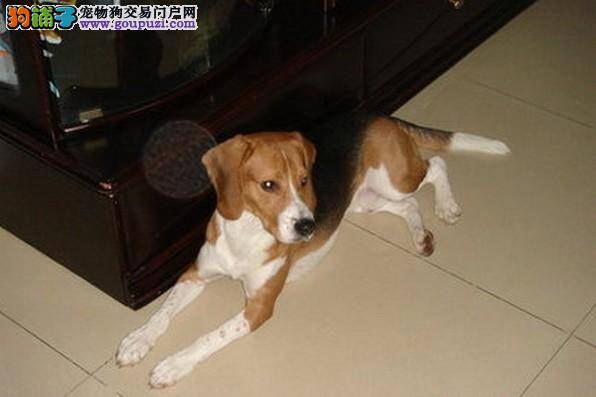 选购有妙招 轻松挑选到称心如意的比格犬
