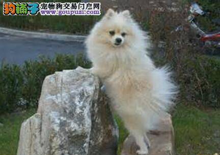 纯种博美犬身上最不容忽视的特点有哪些