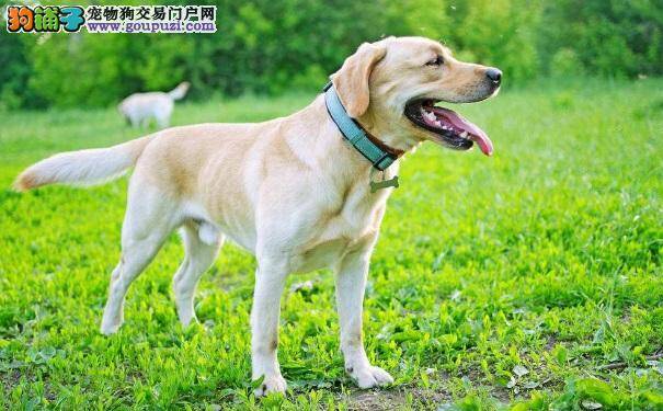 世界上最无私的犬——拉布拉多犬饲养常识