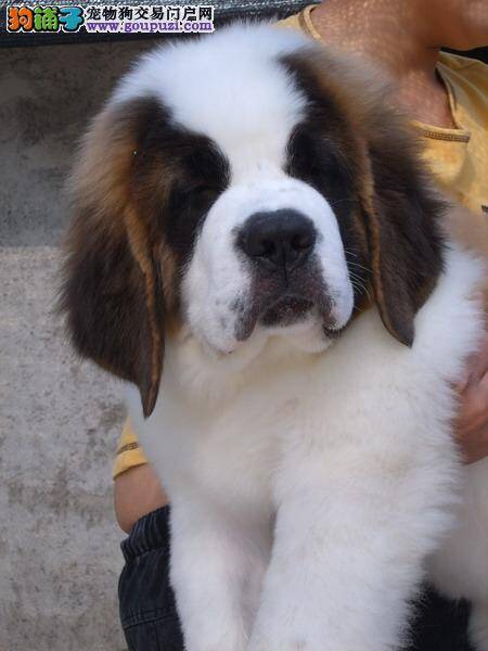 圣伯纳犬孕期正常是多少天