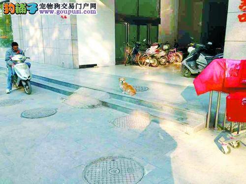 郑州忠犬蹲路边等主人接它回家