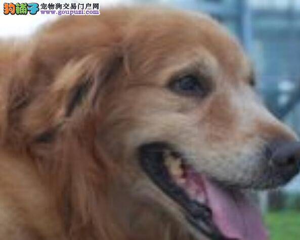 病魔来袭 如何医治金毛犬拉肚子的现象