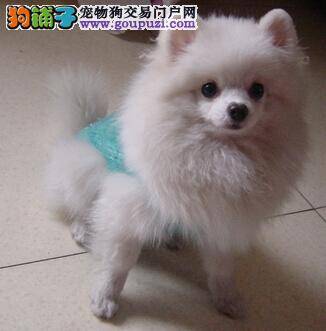 如何让博美犬与孩子们一起做游戏