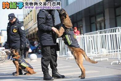 近3000只狗狗参加选美比赛 冠军犬脱颖而出