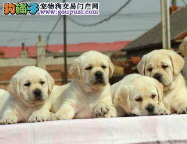 拉布拉多犬流鼻涕，有眼屎这是患上犬瘟了吗