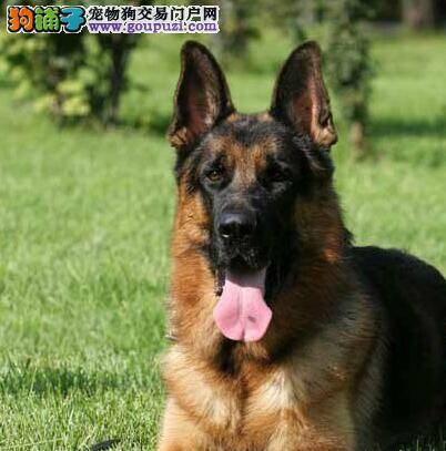 德国牧羊犬干咳，流鼻涕是怎么了