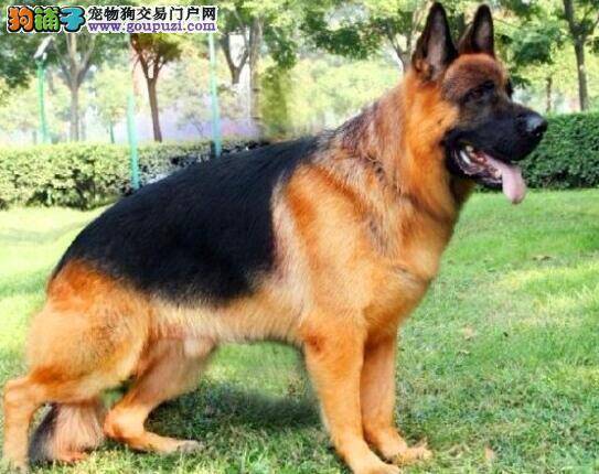 德国牧羊犬的典型特点与品种优势