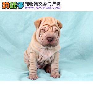 沙皮狗的选购以及饲养方法_健康犬的特征与购买