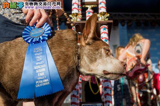 体内芯片作用大 可帮主人找到走失犬