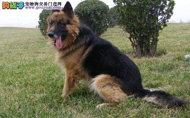 什么狗狗适合当家庭护卫犬