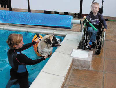 残疾牧羊犬被爱护动物基金会授予了“年度动物”的称号