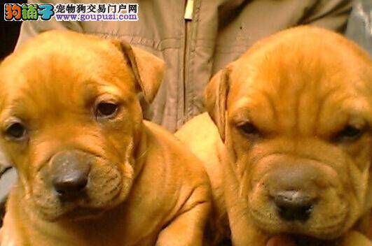 护理大全 怎样照顾怀孕期间的比特犬