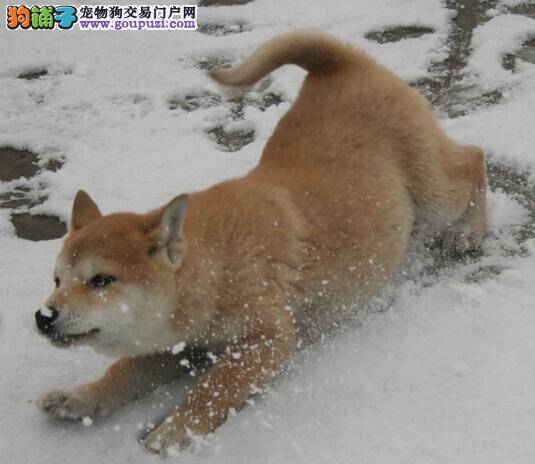 防治虱子有诀窍 怎样避免柴犬的身上有虱子