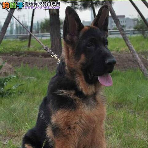 德国牧羊犬身上为什么出现难闻的味道