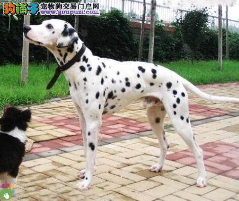 斑点狗打完治疗细小的针便血该怎么办