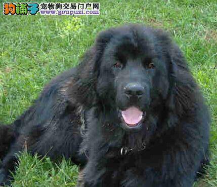 四个步骤让纽芬兰犬学会定点排泄的好习惯