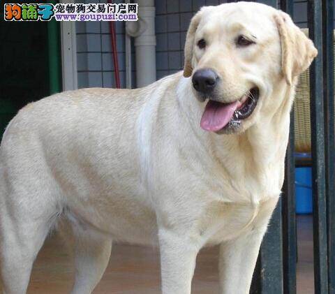 祖传偏方之轻松应对拉布拉多犬拉肚子问题