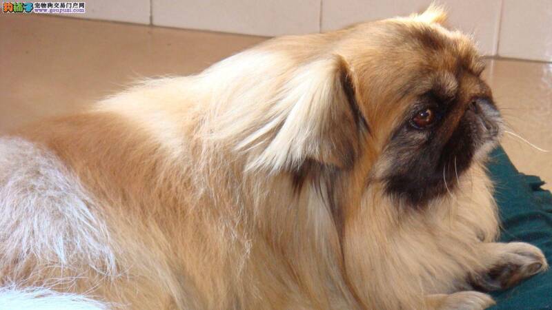京巴犬总是乱吃东西应怎么办 求解答
