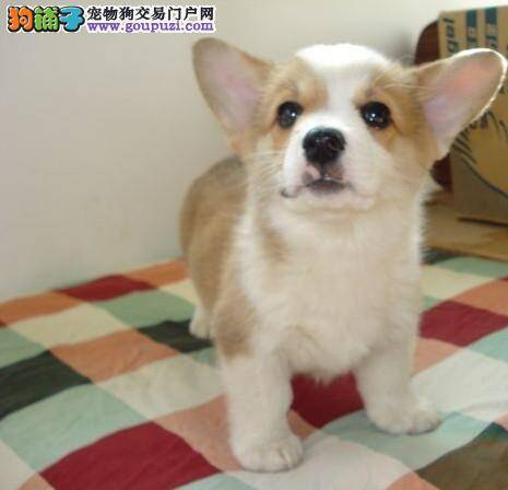 挑选柯基犬需要观察哪些方面
