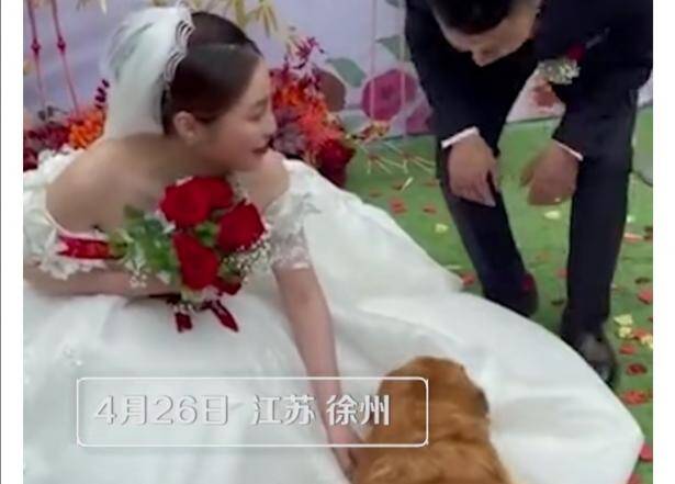 泪目！狗狗5次上台趴远嫁女主人的婚纱