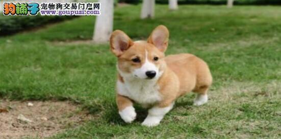柯基犬挑选指南