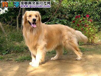 告诉你优秀的金毛犬所具备的特征都有哪些