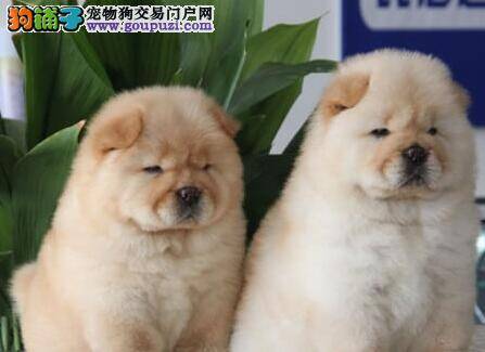 两个月的松狮犬拉血，没精神口吐粘液是怎么了