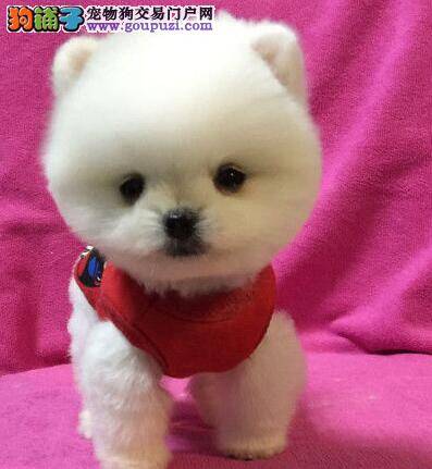 博美犬吃苹果后拉肚子了应怎样治疗它