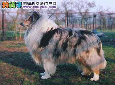 苏格兰牧羊犬便便软，精神不振是怎么了