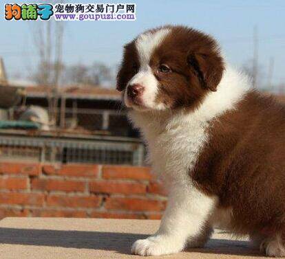 边境牧羊犬这几天拉稀，有果冻状的便便 急死了