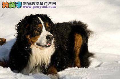 提疑解惑之伯恩山犬不爱运动怎么办