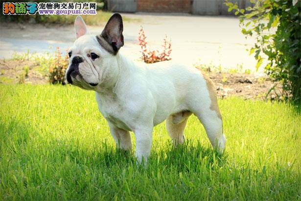 【法国斗牛犬价格】纯种法国斗牛犬多少钱一只（全国报价）